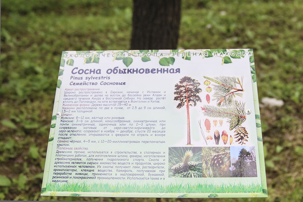 Экологическая тропа «Зелёная Находка» появилась в историческом парке «Пограничная площадь»
