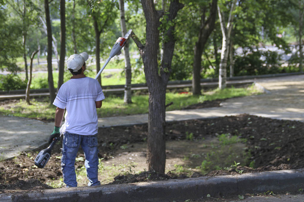 Национальные проекты: клены, сосны, цветущие кустарники и многолетники украсят городской парк