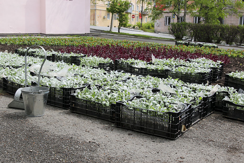 Более 15 тысяч цветущих растений украсят Находку ко Дню города