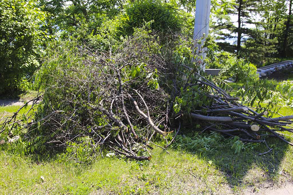Обрезка и валка старых деревьев – необходимый элемент озеленения Находки