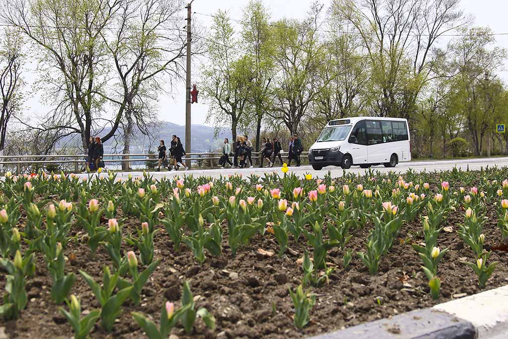 В Находке к 9 мая зацветают тюльпаны