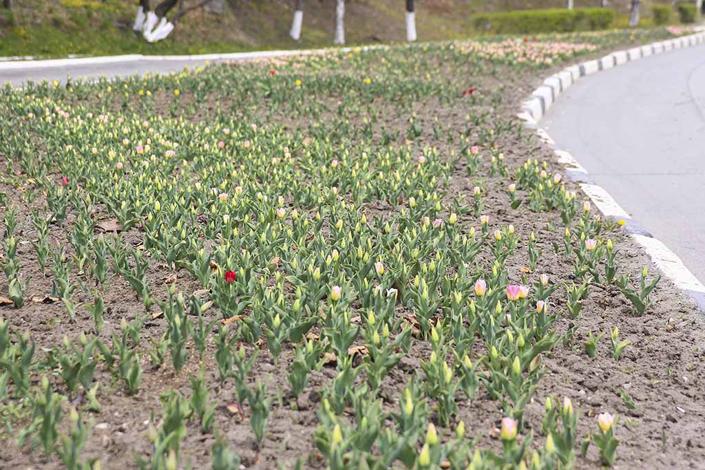 В Находке к 9 мая зацветают тюльпаны